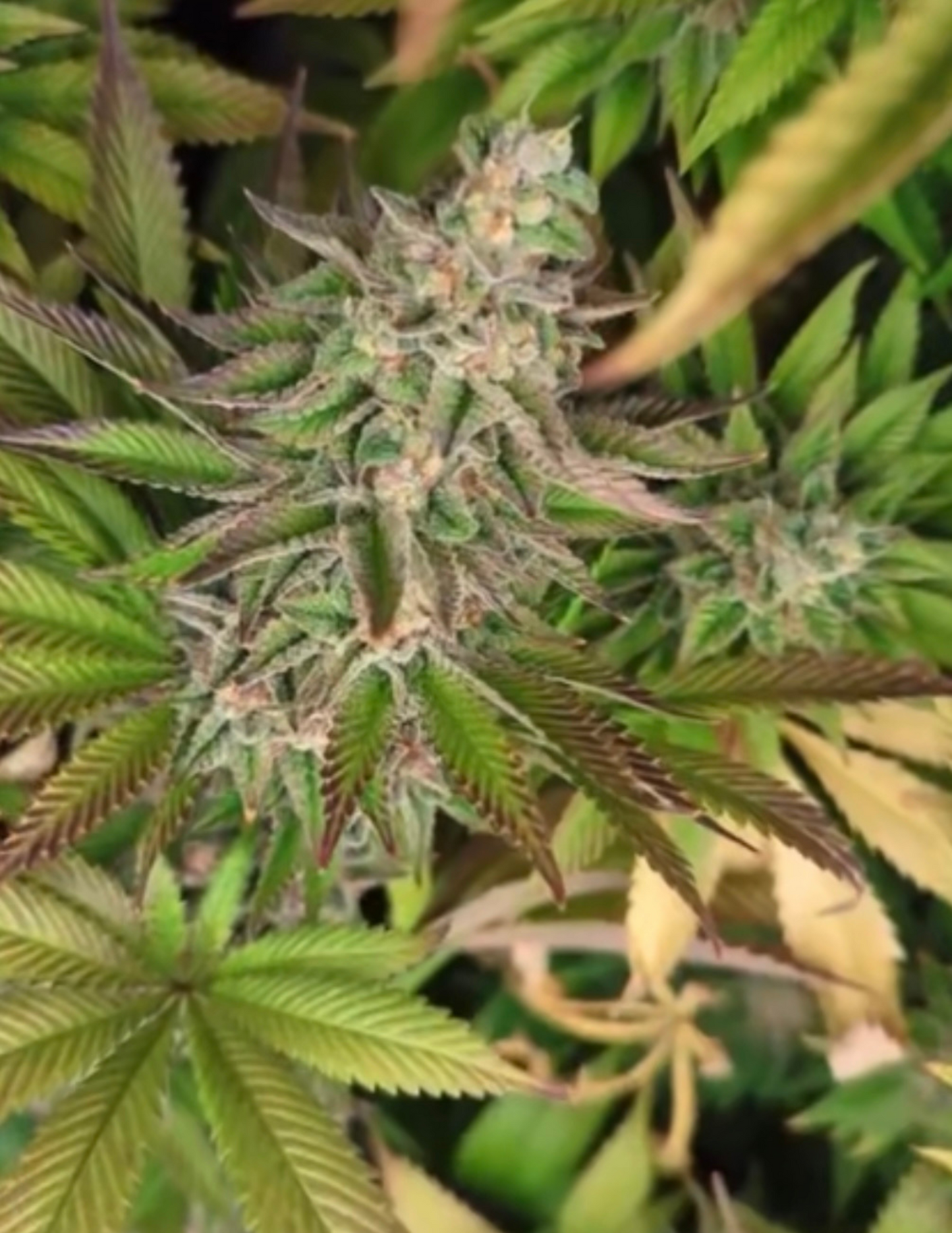 Sour Sword - Aloha Island Genetics