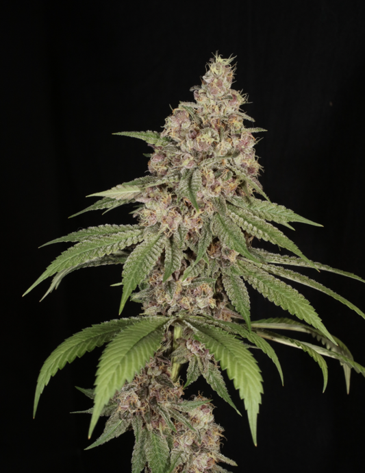 Silver Sword - Aloha Island Genetics