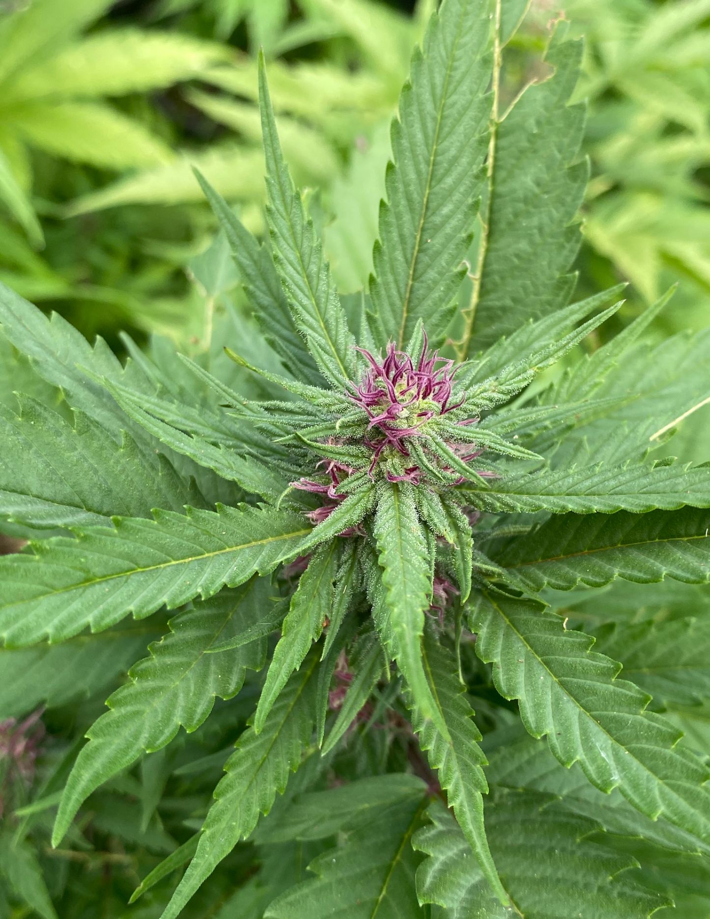 Lillikoi Moon x Shiva Sun - Aloha Island Genetics