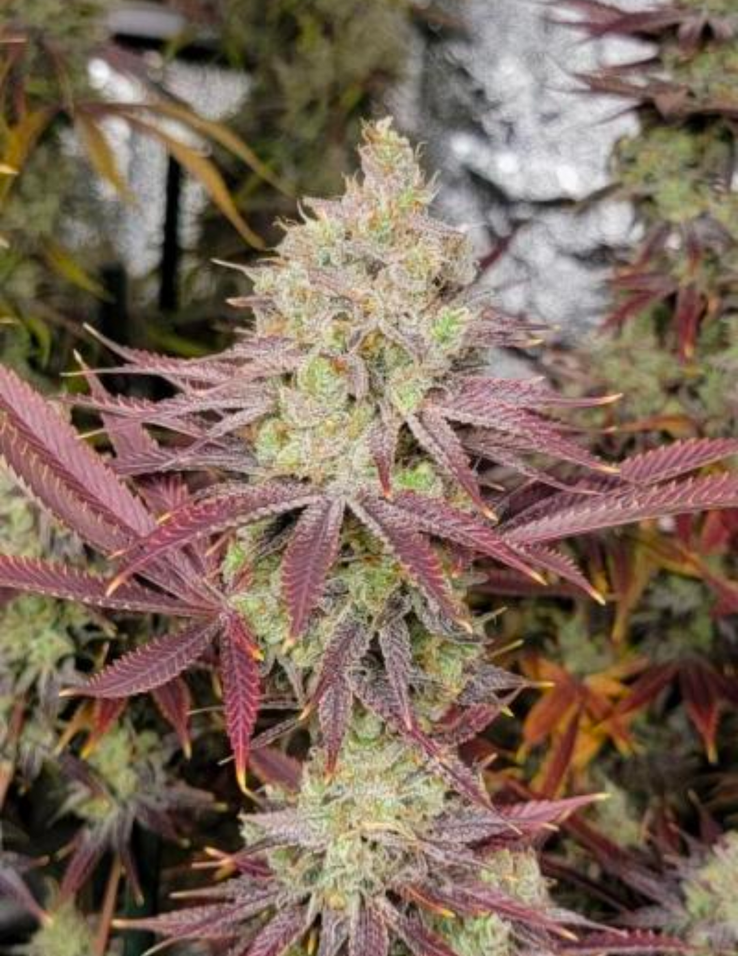 Golden Putang - MMS
