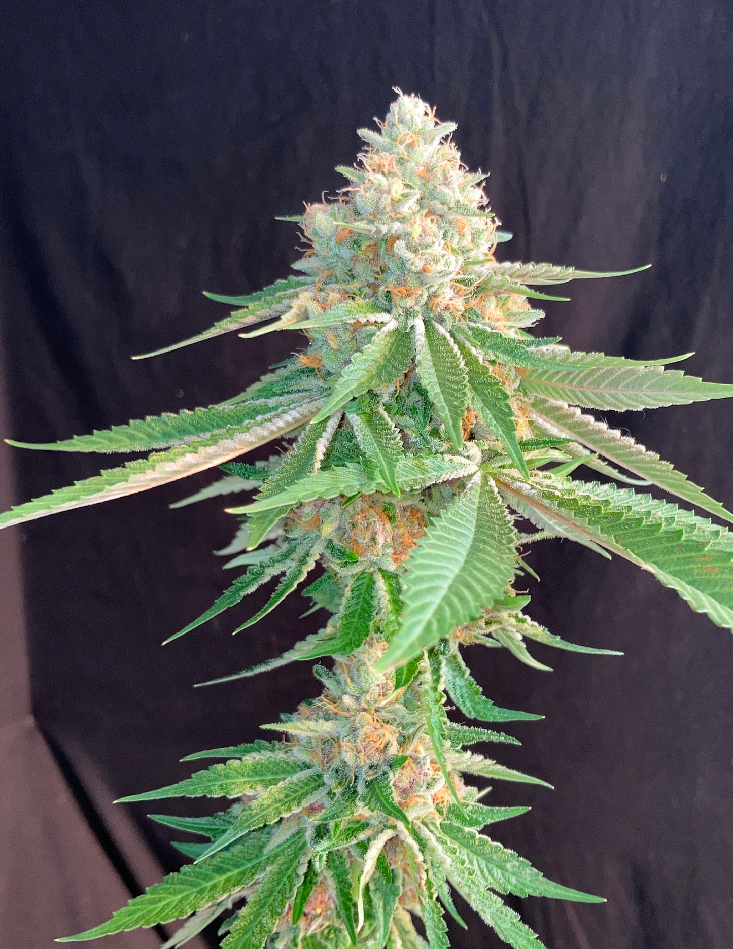 Chem Pupil - MMS