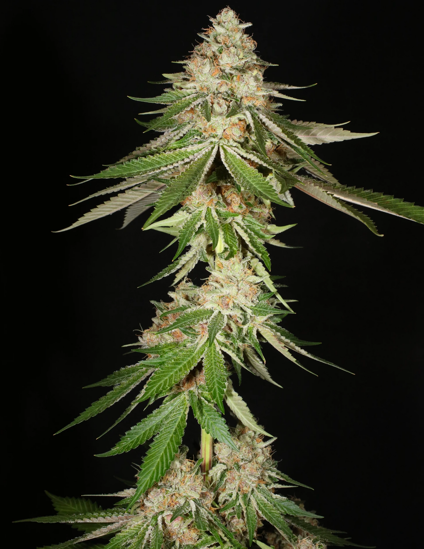 Chem Pupil - MMS