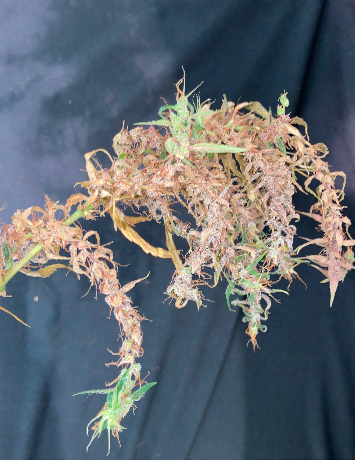 Laos Landrace - MMS